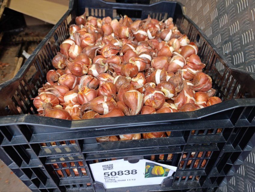 Разворот на Михалицына в Орле украсят 30 тысяч тюльпанов