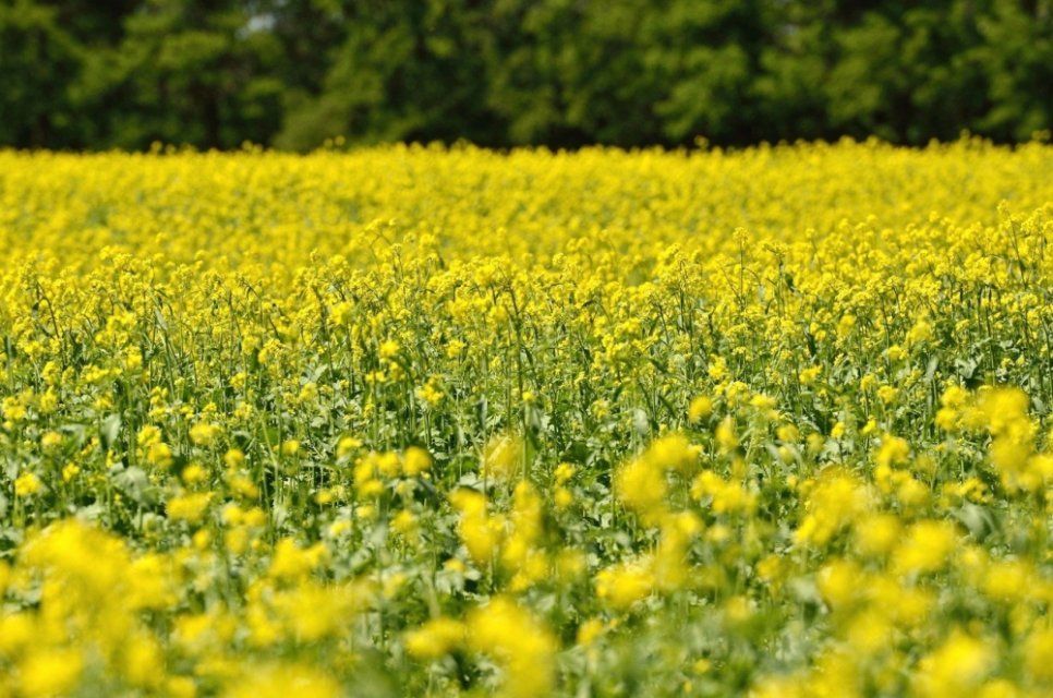 В Орловской области активно идет посевная кампания ярового рапса