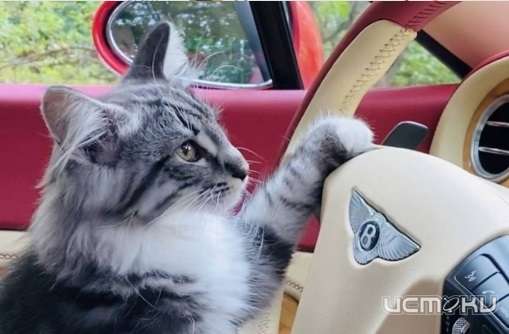 В Орле на время введут изменения в движение транспорта. Адреса