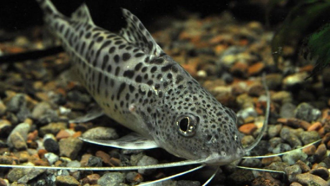 Орловский мошенник «зарабатывал» на любителях аквариумных рыбок