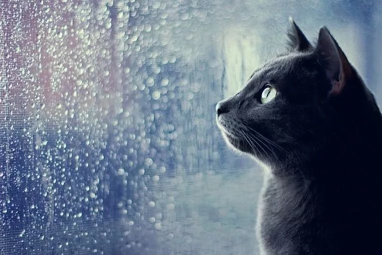 Синоптики вновь обещают орловчанам дождь и холод