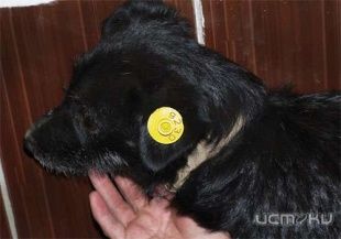 На улицах города начали появляться собаки с бирками на ушах