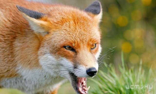 В Болховском районе у лисы нашли бешенство