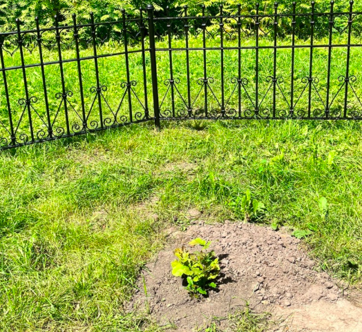 Корень Тургеневского дуба в «Спасском — Лутовиново» дал ростки