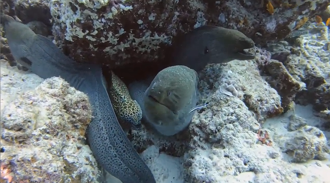 Экстремальный аквариум: мурена ― роскошная повелительница рыб