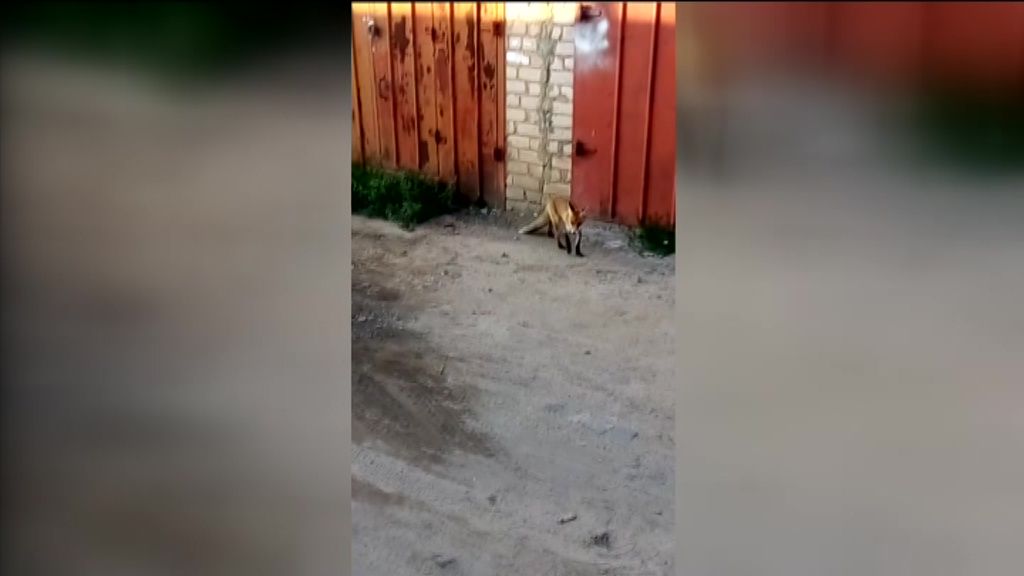 Лисы снова в городе: орловчанин снял на видео рыжую хищницу