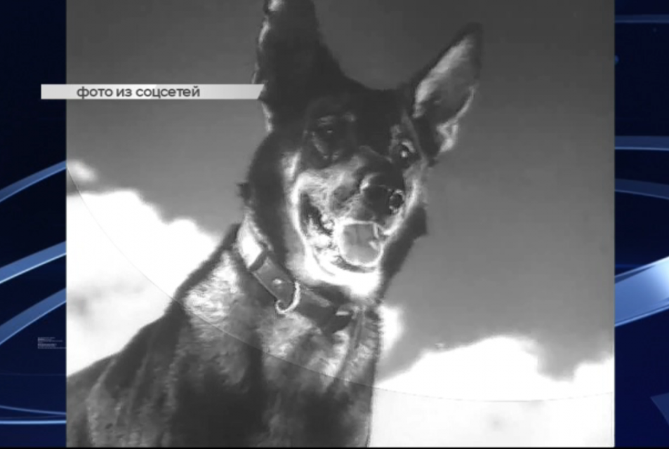 Они тоже подрывали вражеские танки, ходили в разведку, обнаруживали лазутчиков. О фронтовых друзьях наших меньших юным орловчанам рассказали краеведы и спасатели