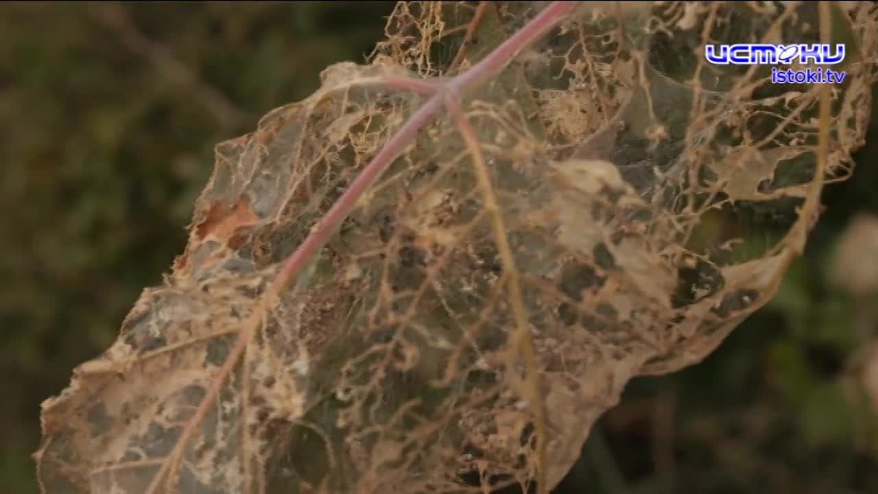 Экспертное мнение 08.10.2025