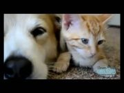 Кто сказал Мяу 77