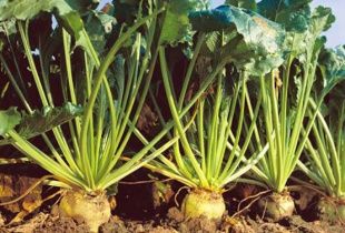 Около 600 миллионов рублей планируется вложить в модернизацию и текущий ремонт сахарных заводов Орловской области