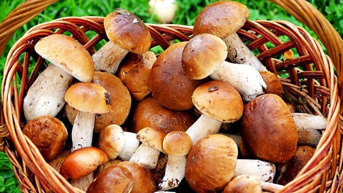 На Орловщине девять человек отравились поплавушками и толкачиками