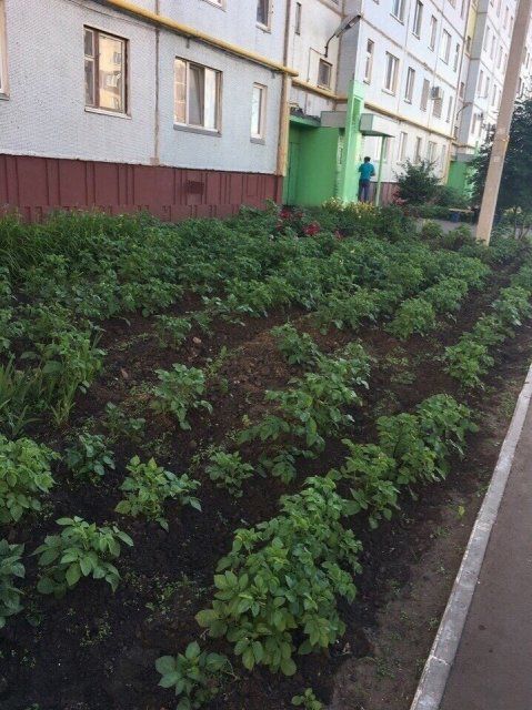 Орловчане выращивают во дворах сельскохозяйственные культуры