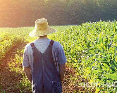 Орловские аудиторы вскрыли нарушения при распределении фермерских грантов