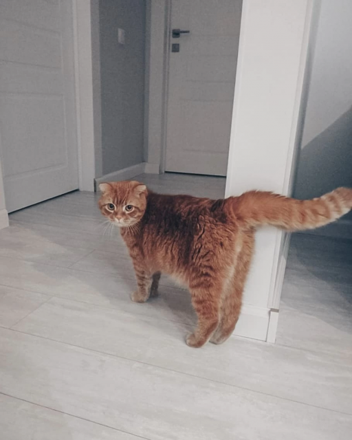 Ваш мурчащий друг в надежных руках