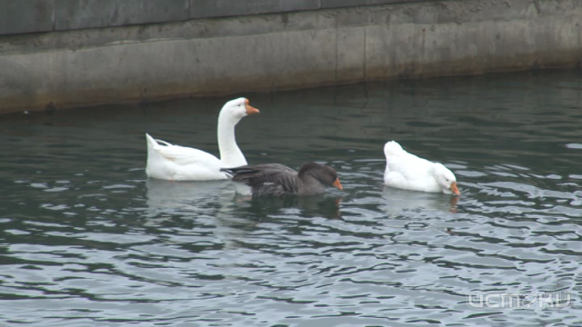 В детском парке Орла пропали два лебедя и гусь