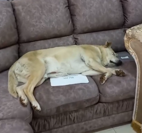 В Орле в мебельном магазине диван за 100 тыс. рублей облюбовал уличный пёс Беляш