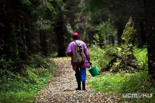 Орловские спасатели 14 сентября трижды выезжали на поиски заблудившихся грибников