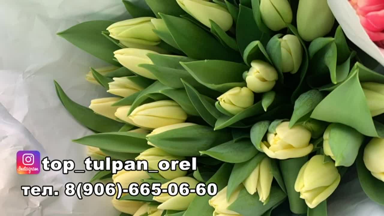 Top tulpan Orel ведет предзаказ на доставку и упаковку тюльпанов