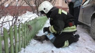 Видео спасения кошки, пострадавшей при пожаре в Орле
