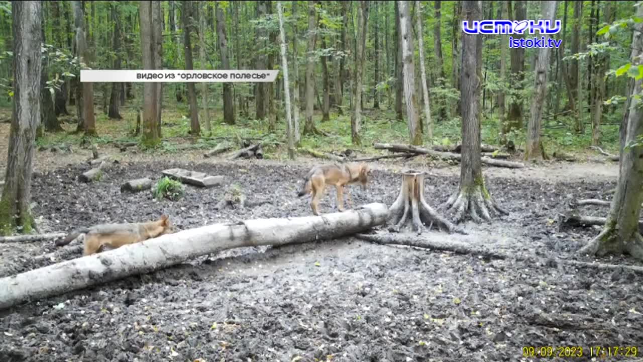 Сквер Маяковского в центре Орла никому не нужен, на орловской трассе в лобовом столкновении погиб пожилой водитель, ФК "Орёл" продолжает гонку за золо...