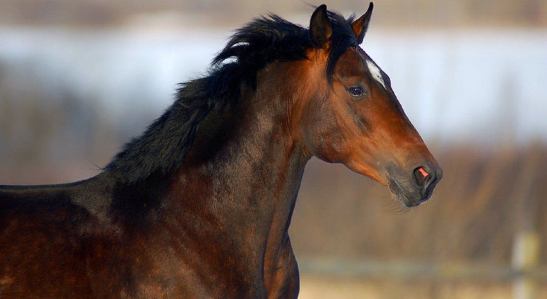 В Орле пройдет праздник рысистого коневодства