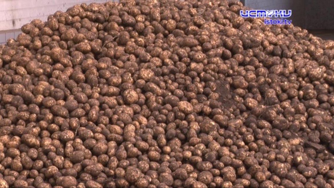 Голодными не останемся: в Орловском районе ожидают богатый урожай 