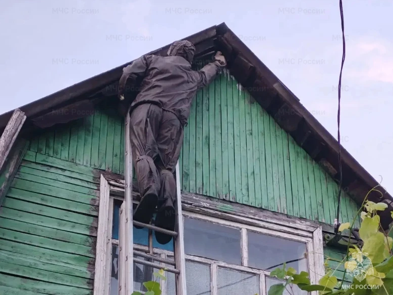 Орловские спасатели уничтожили гнездо шершней