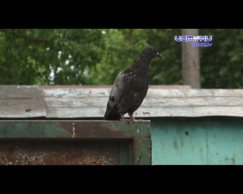 У орловского "мусорного коллапса" появилась новая грань