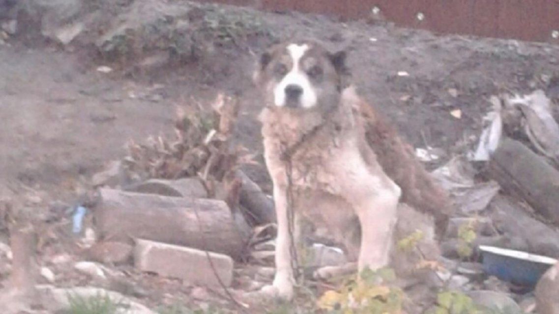 Народный корреспондент обратил внимание на проблему жестокого обращения с животными