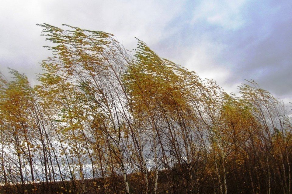 В ближайшие дни на Орловщине будет ветрено