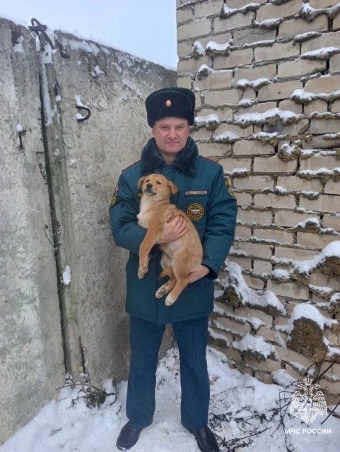 Мценские спасатели освободили щенков из бетонного плена