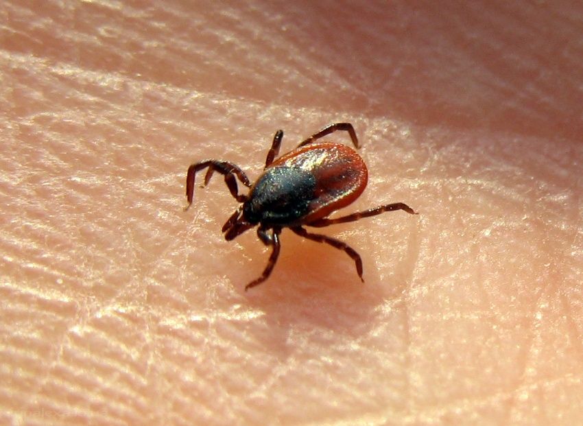 Клещи покусали уже почти 500 орловчан 