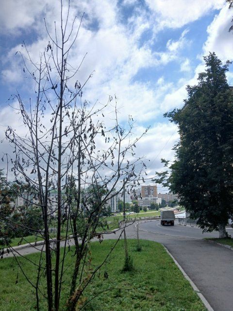 Орловчане публикуют фото засохших молодых саженцев