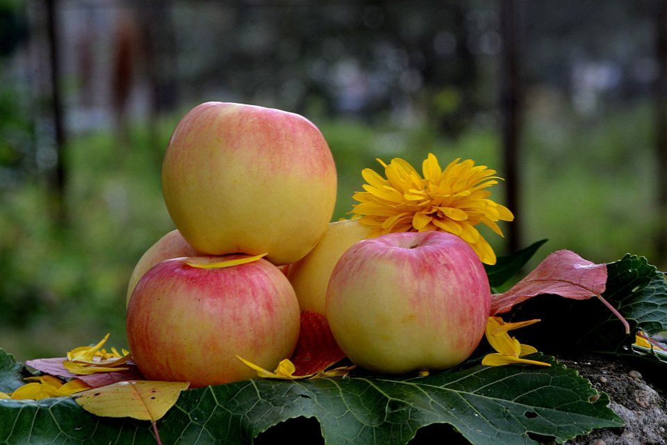 В Орле пройдут народные гулянья в честь Яблочного Спаса