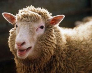 Житель Должанского района пытался украсть барана, чтобы приготовить шашлык