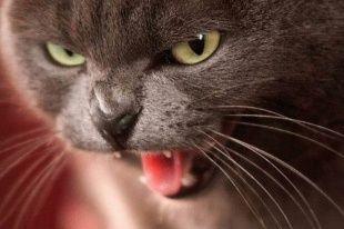 Бешеные кошки атакуют Орловщину