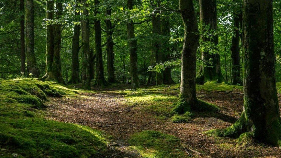 На Орловщине будут судить двух мужчин, закопавших в лесу убитого приятеля