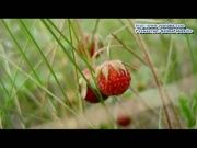 Телеэкскурсия - Природа области