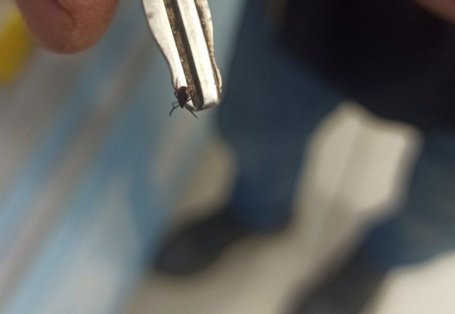 Сотни орловчан пострадали от укусов клещей