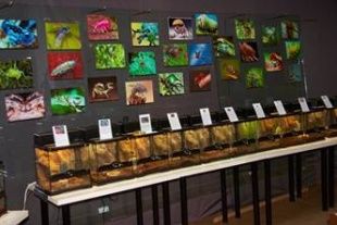 Красивейшие бабочки мира и пауки-птицееды: в Орле пройдет уникальная выставка живых тропических насекомых