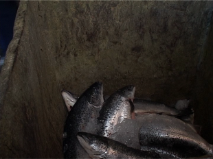 В Орле задержали и утилизировали три тонны норвежского лосося 