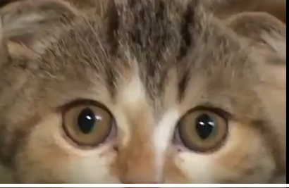 Домашние животные - в каждой пятой организации Орла 