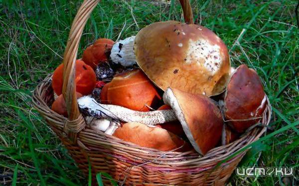 Две жительницы Орловщины пошли за грибами и заблудились