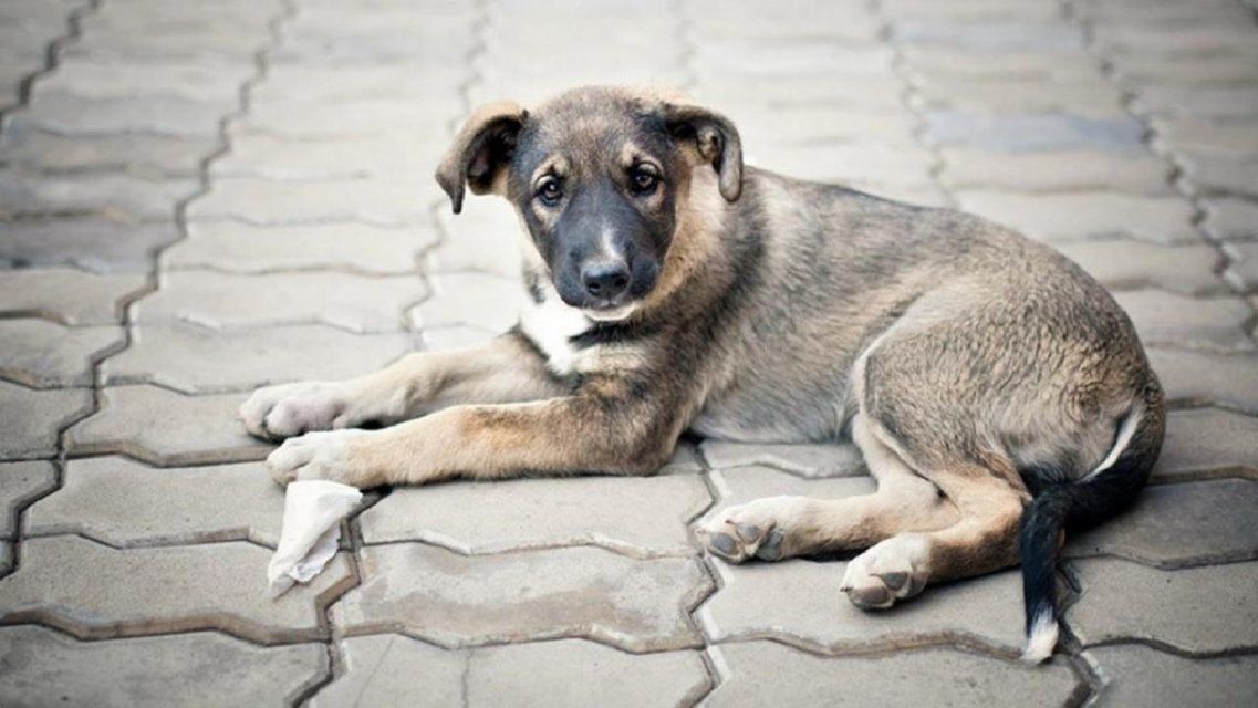 После ЧП в Северном районе Орла займутся срочным отловом бродячих собак