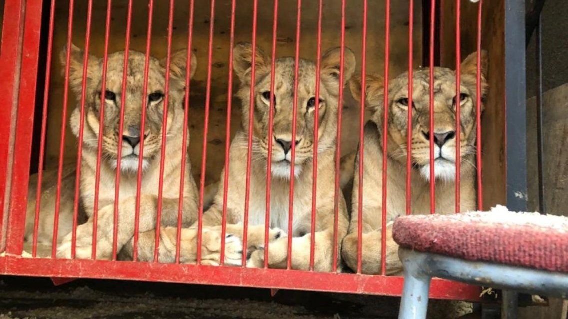 Из-за коронавируса в орловском цирке львам нечего есть