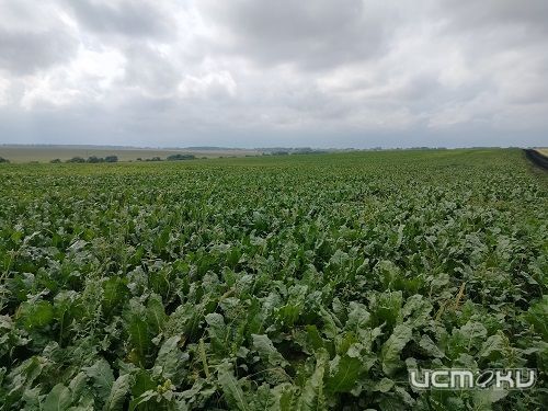  В Ливенском районе свекловоды злоупотребляли «химией»