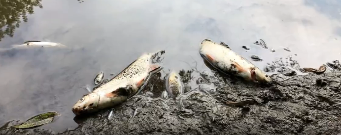 В Кромском районе в реке массово погибла рыба