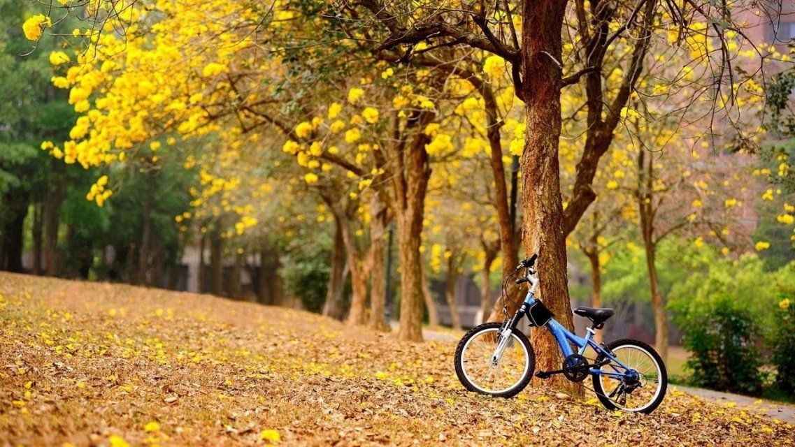 Орловчан приглашают отправиться на велосипедах в усадьбу Фета 