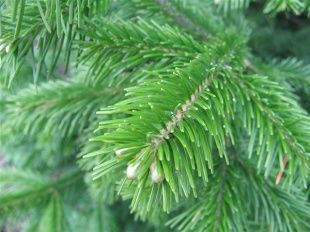 В Ливенский район привезли непроверенные ели