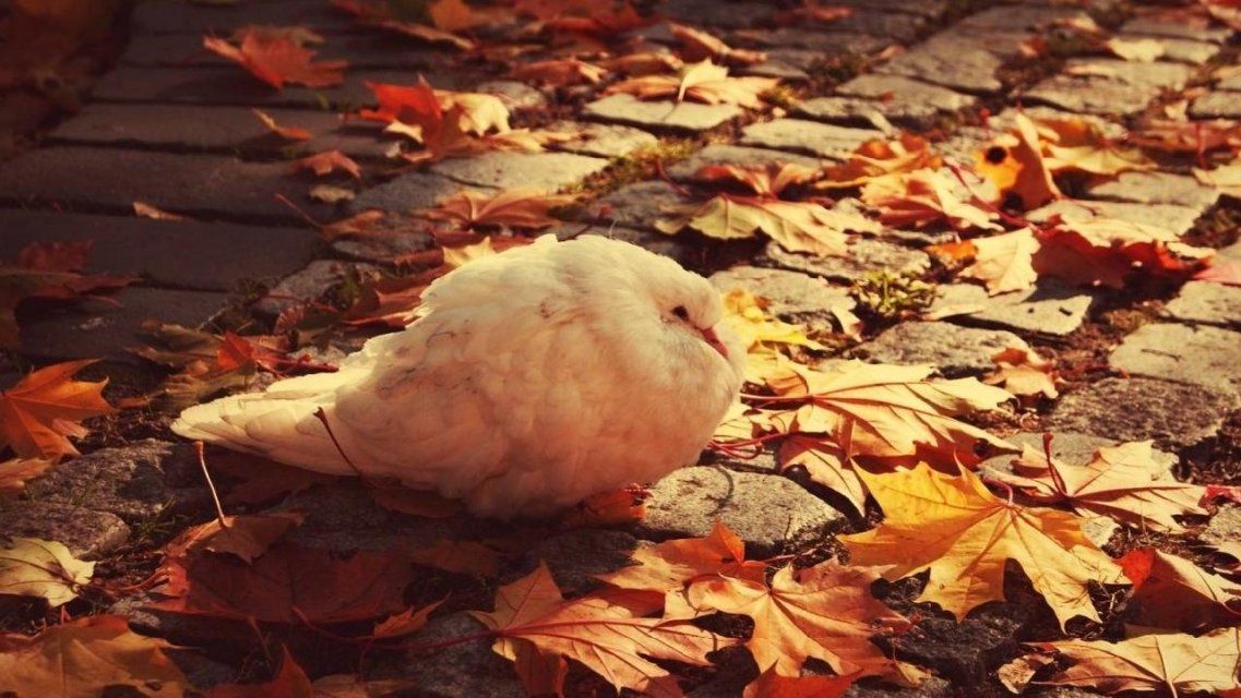 В Орел потихонечку возвращаются холодные деньки